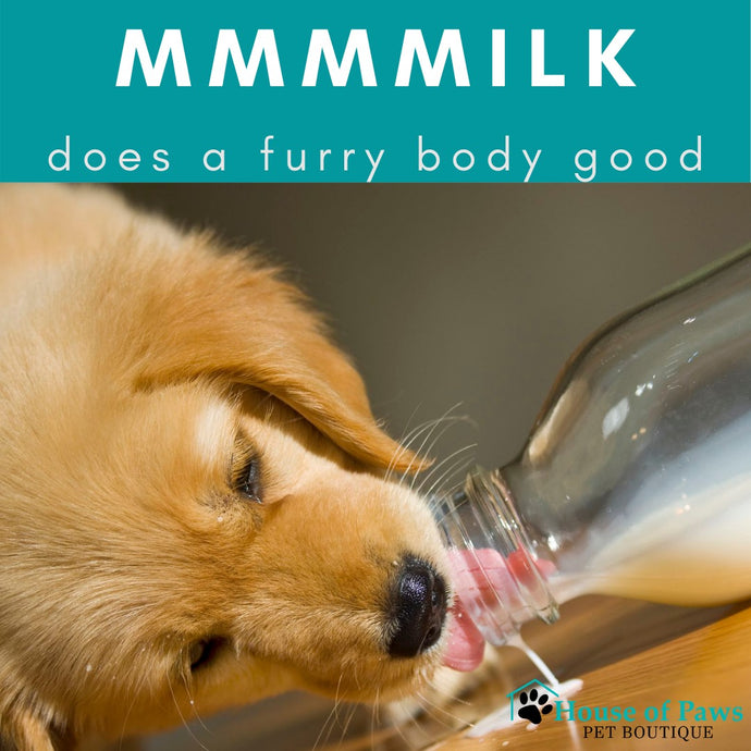 The Benefits of Goat's Milk for Pets