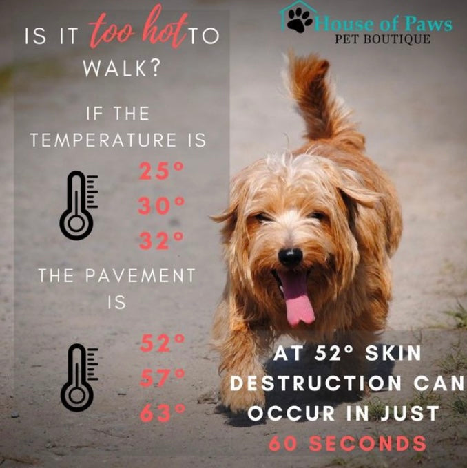 Keeping Your Dog Safe in the Heat – House of Paws Pet Boutique