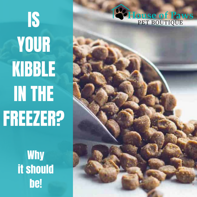 Why You Want to Freeze Your Kibble