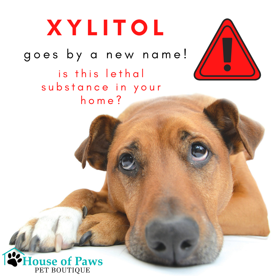 Xylitol is Lethal for Dogs Know Which Human Products to Watch House of Paws Pet Boutique