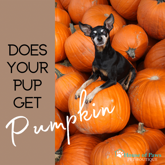 Should Your Dog Eat Pumpkin