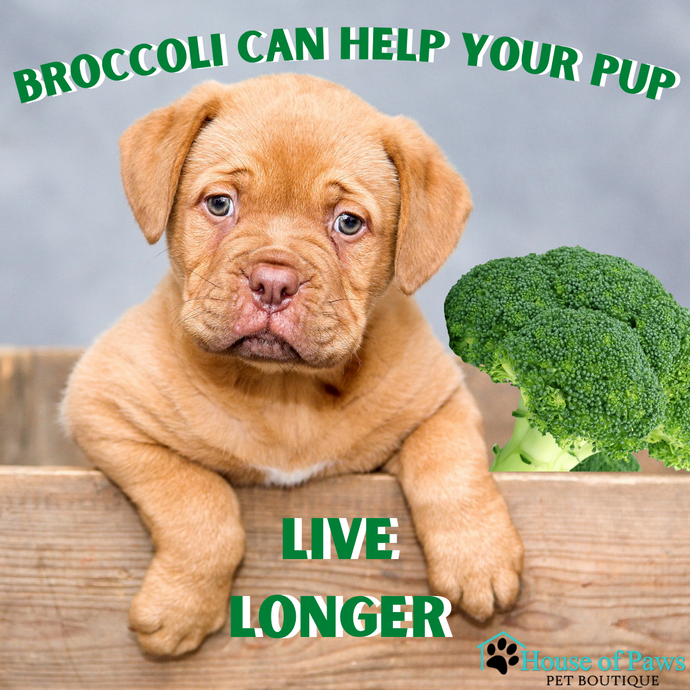 Broccoli Does a Body Good!