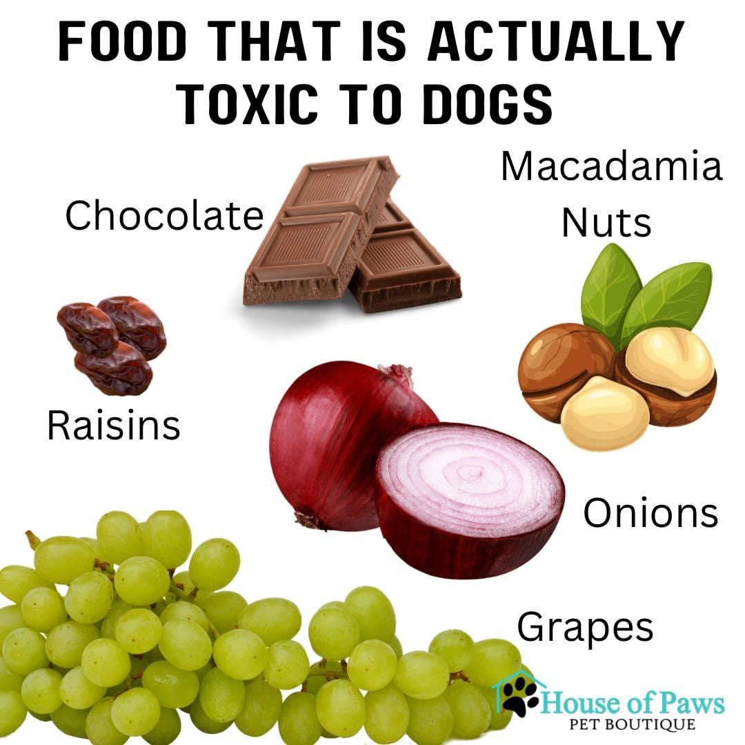 what-foods-are-toxic-for-dogs-house-of-paws-pet-boutique