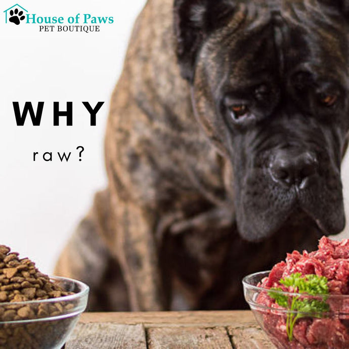 Why You Should Include Raw In Your Pet's Bowl