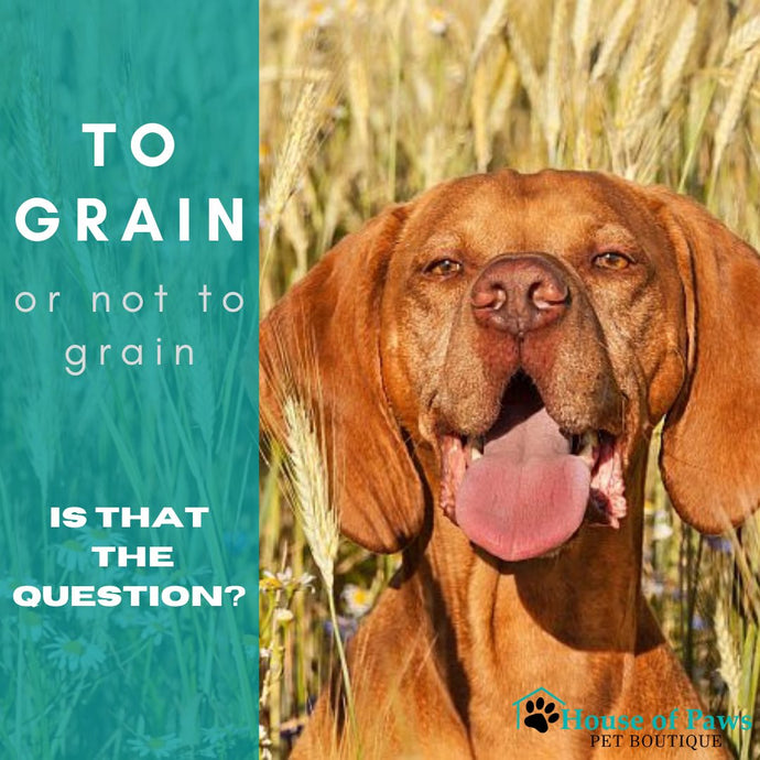 Should Your Dog Eat a Grain Free Diet?