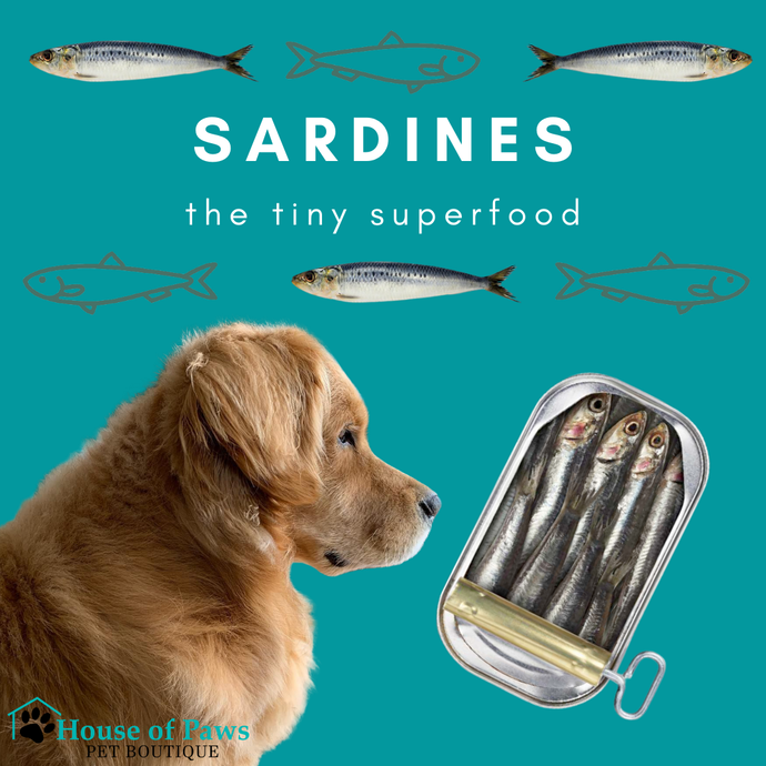 Why Your Pet Should Eat Sardines