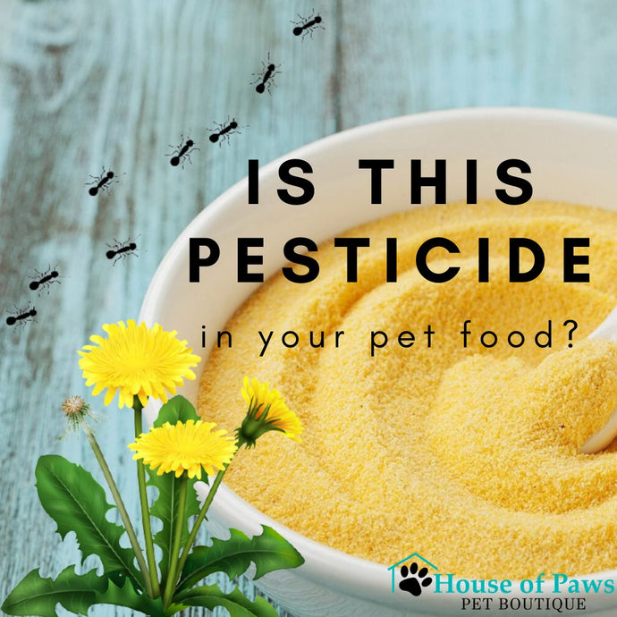 Are You Unknowingly Feeding Your Pet Pesticides?