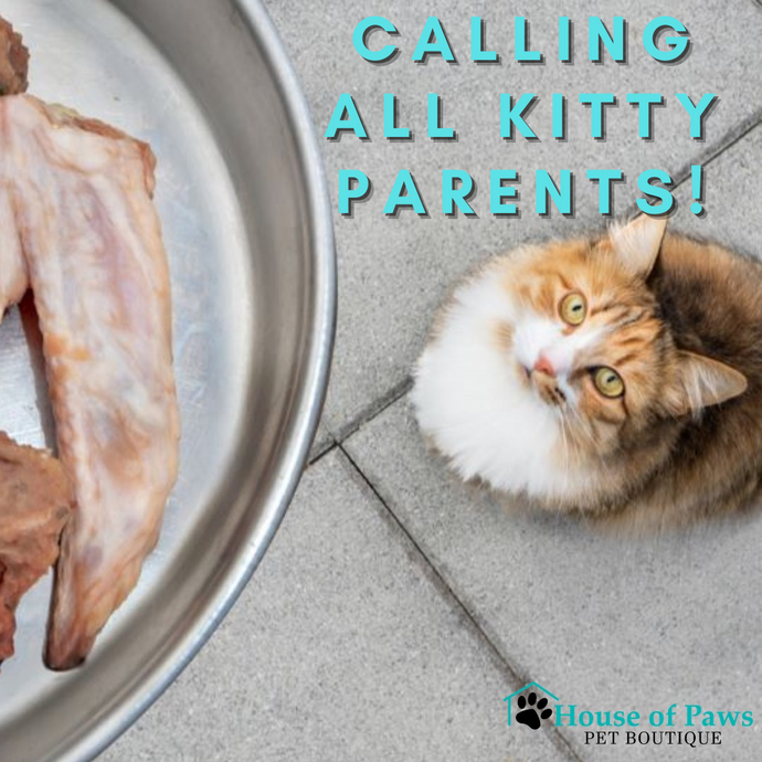 Calling All Kitty Parents!