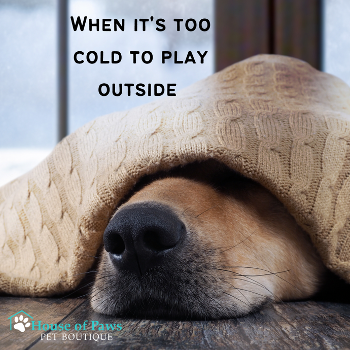 When It's Too Cold for Your Dog to Play Outside – House of Paws Pet ...