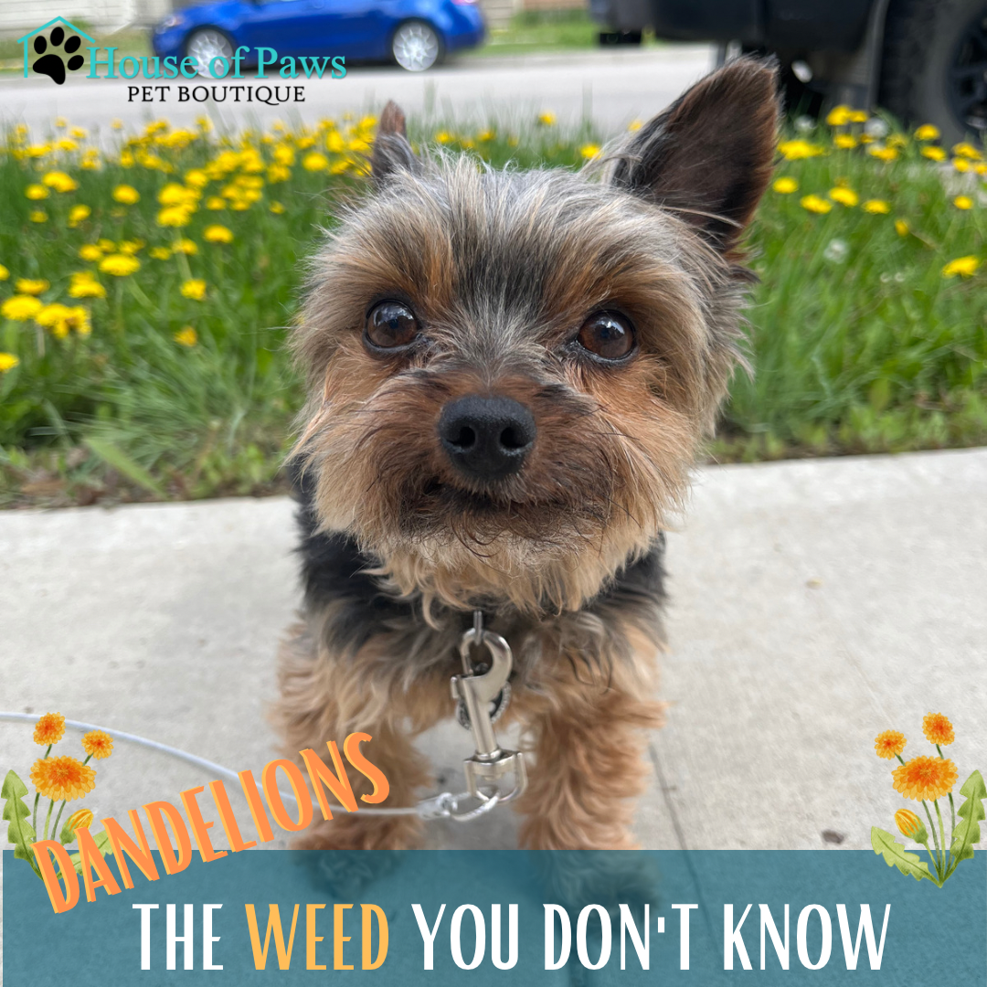 Dandelion poisonous online to dogs