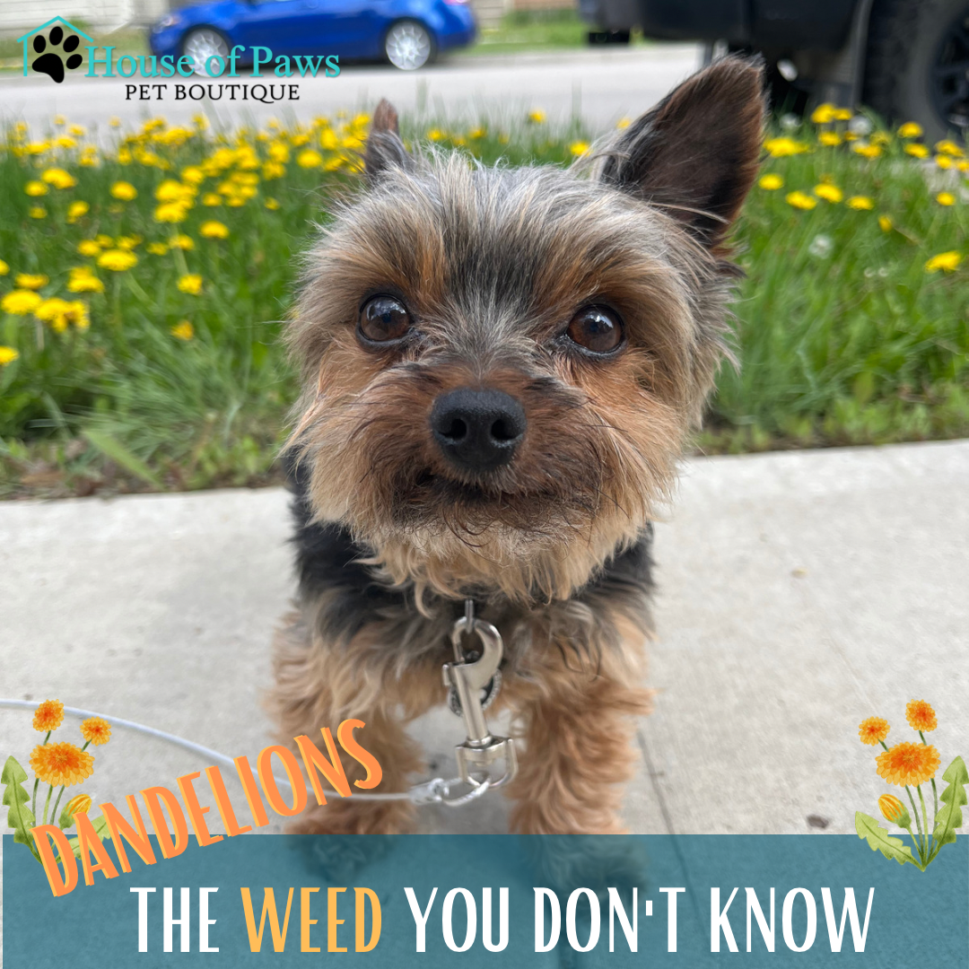 Can Dogs Eat Dandelions? – House of Paws Pet Boutique