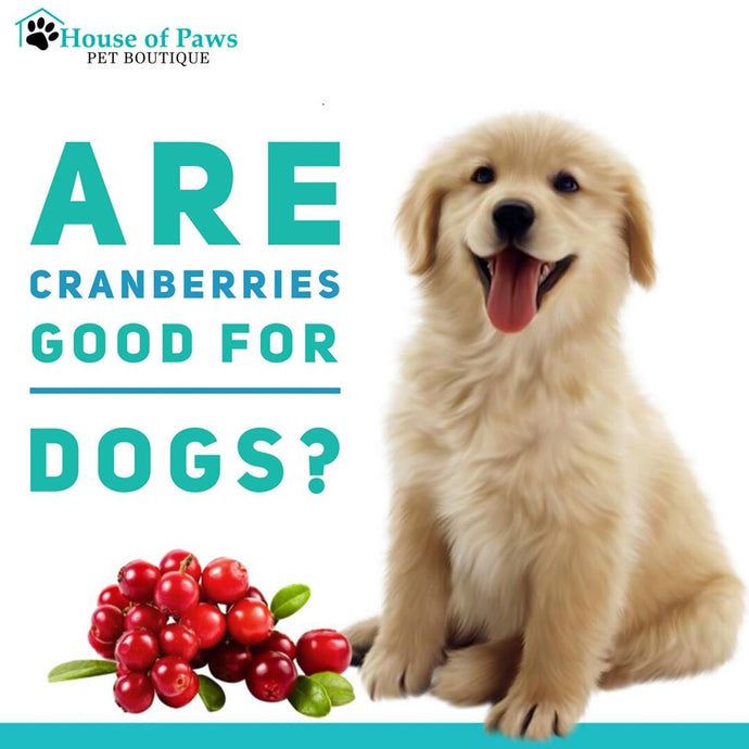 Are cranberries good for dogs?