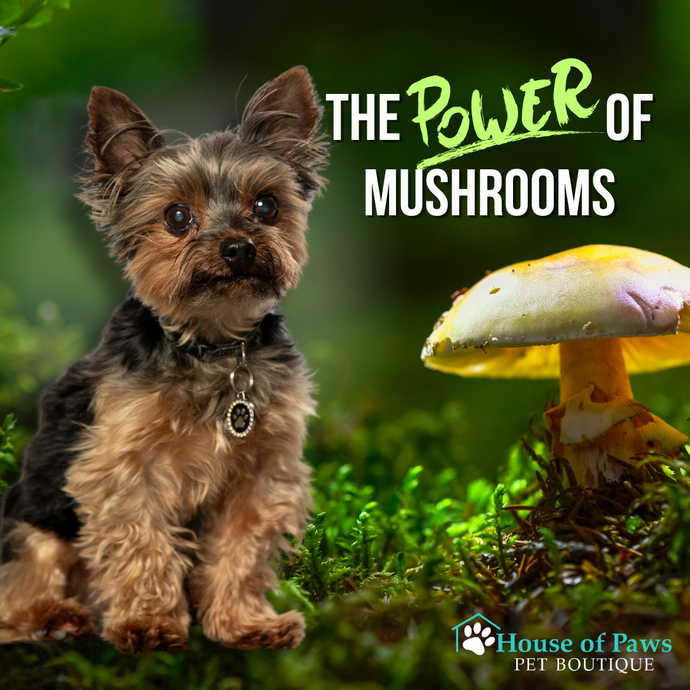 The Power of Mushrooms & Why Pet Parents Need to Know