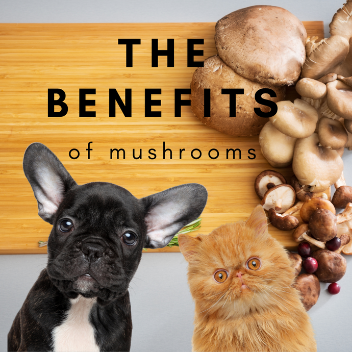 The Magic of Mushrooms for Our Furry Family