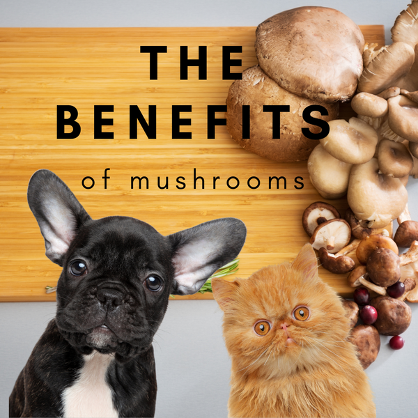 Benefits of mushrooms for dogs