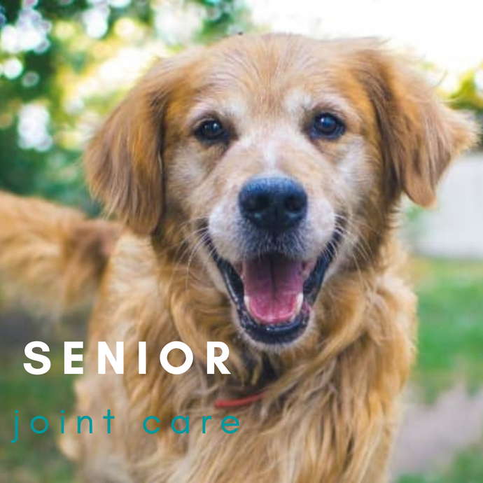Caring for Senior Pet's Joint Health