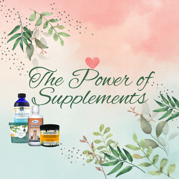 Harnessing the Power of Supplements for Your Pet