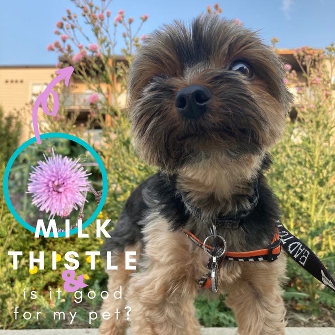 Is Milk Thistle Good for My Pet?