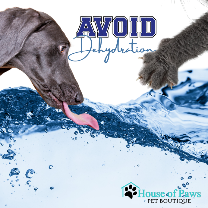 The Power of Hydration: Beyond the Water Bowl