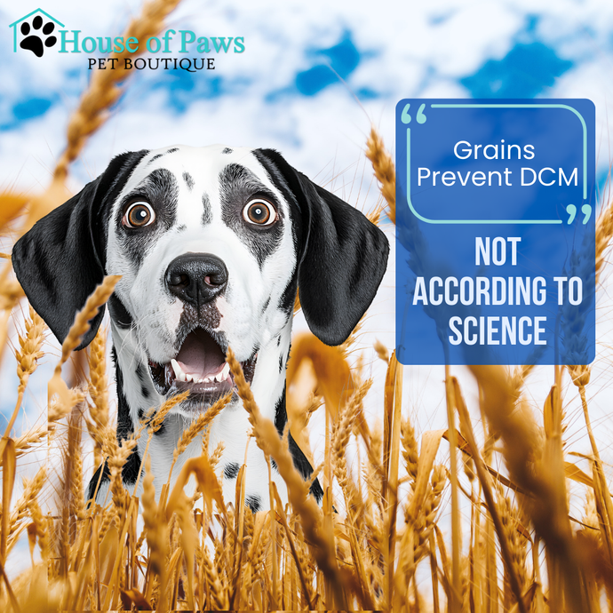Grains Prevent DCM? Not According to Science!