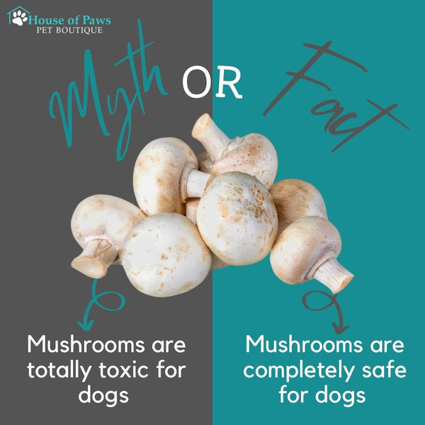 Can Dogs Eat Mushrooms?