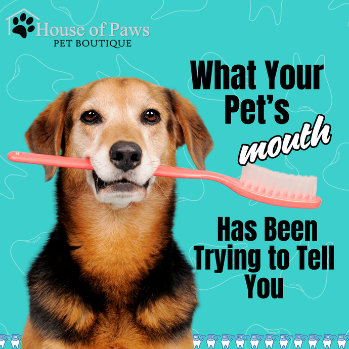 What Your Pet's Mouth Has Been Trying to Tell You House of Paws Pet