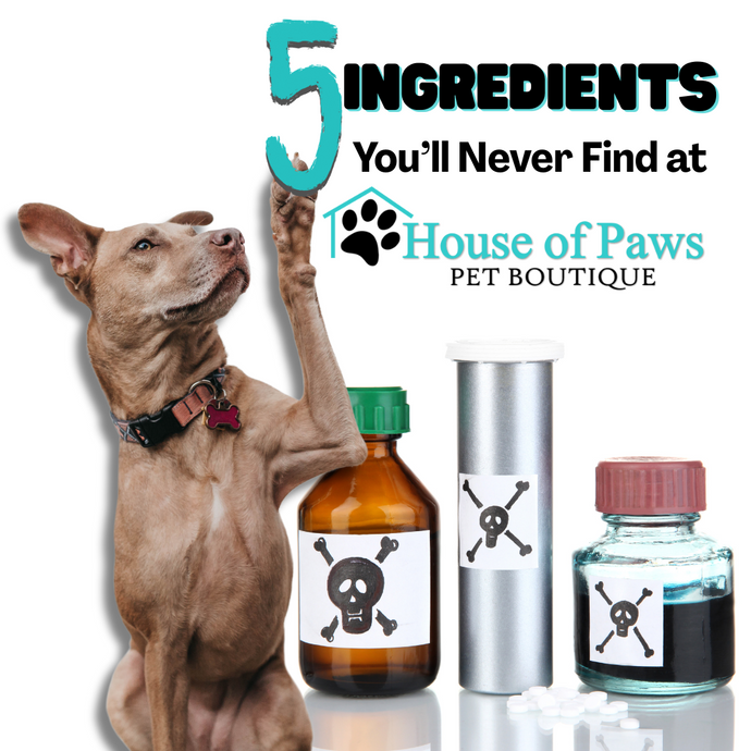 5 Dangerous Ingredients to Avoid in Pet Food & Treats