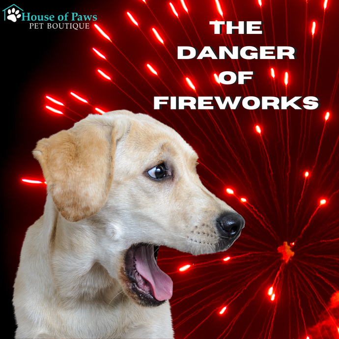 Are Fireworks Stressful for Dogs?