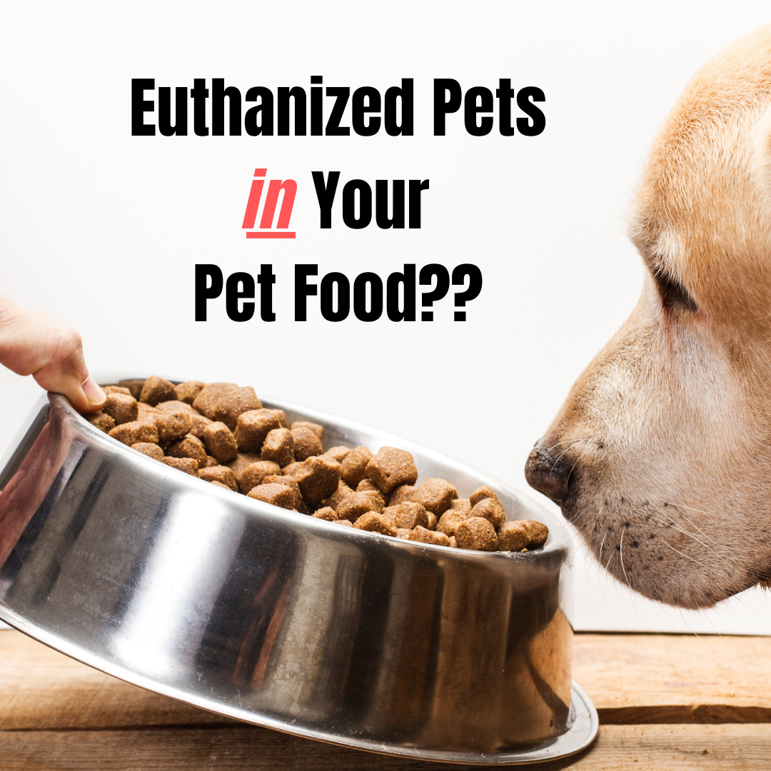 Euthanized Pets in Your Pet Food House of Paws Pet Boutique