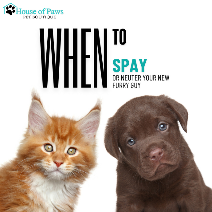 When to Spay or Neuter Your Pet