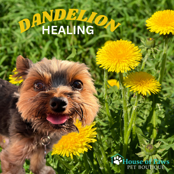 The Power of Dandelions in Your Pet's Diet