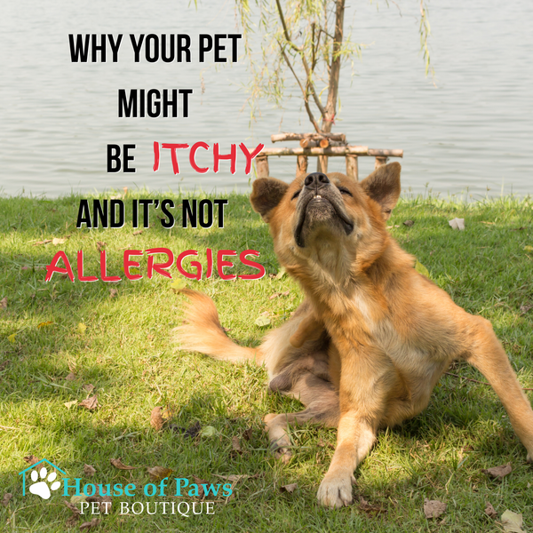 Why Your Pet Might Be Itchy and It’s Not Allergies