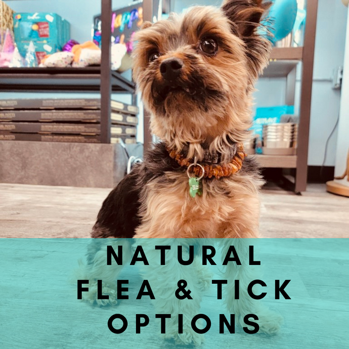 How to Handle Flea & Tick Season Naturally