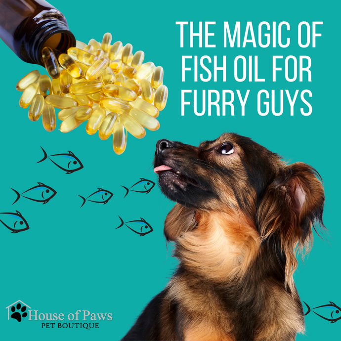 The Magic of Fish Oil for the Furry Guys