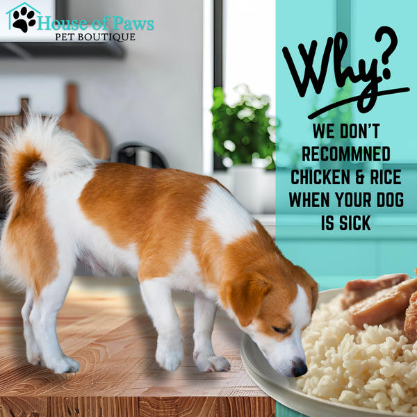 It's 3am and Your Dog is Sick! Here's What to Actually Do!