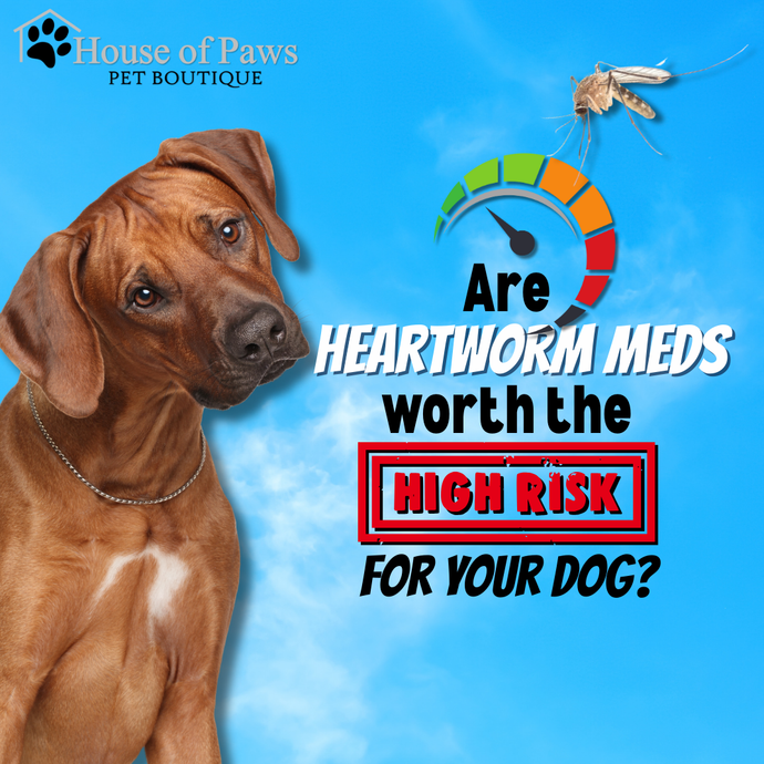 Are Heartworm Meds Worth the Risk to Your Dog
