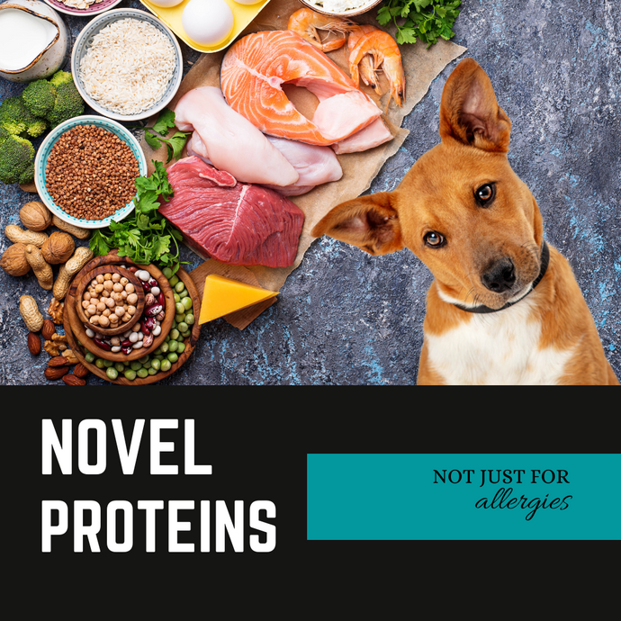 The Marvels of Novel Proteins in Your Pet's Diet