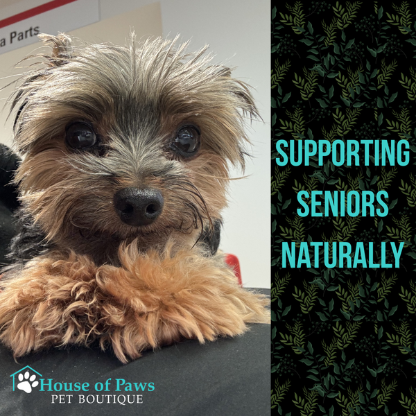 senior pet health and support