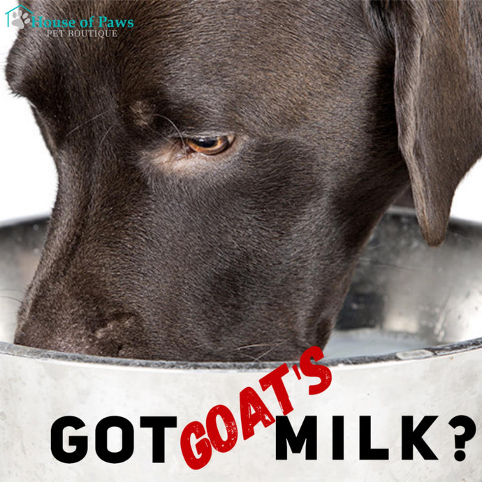 The Benefits of Goat's Milk
