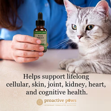 Load image into Gallery viewer, A gray tabby cat sits beside a person holding a dropper bottle labeled proactive paws ROE MEGA, with text below stating it supports lifelong cellular, skin, joint, kidney, heart, and cognitive health.