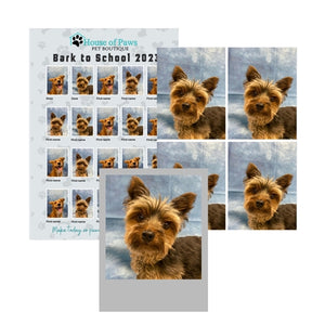 Bark to School - Deluxe Picture Pack