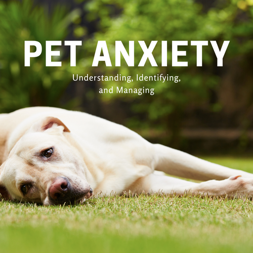 Pet Anxiety