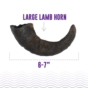 Icelandic+ Lamb Horn w/marrow LG