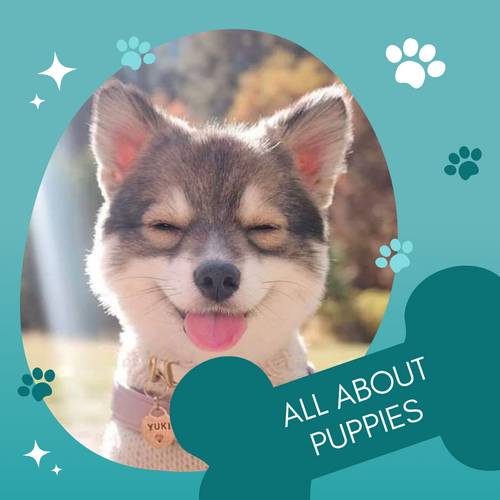 All About Puppies