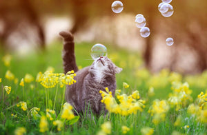 Meaty Bubbles - Smokey Bacon Bubbles