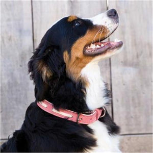 Shedrow K9 Banyon II Laced Leather Collar 20" Faded Red