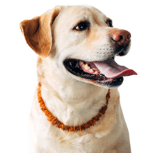 Load image into Gallery viewer, Amber Crown Collar with Adjustable Leather for Dogs