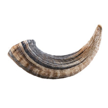 Load image into Gallery viewer, Icelandic+ Lamb Horn w/marrow LG
